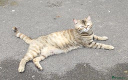 Persian cats for sale: Persian kittens: 2 girls and 1 boy (£230 each) - Image 16