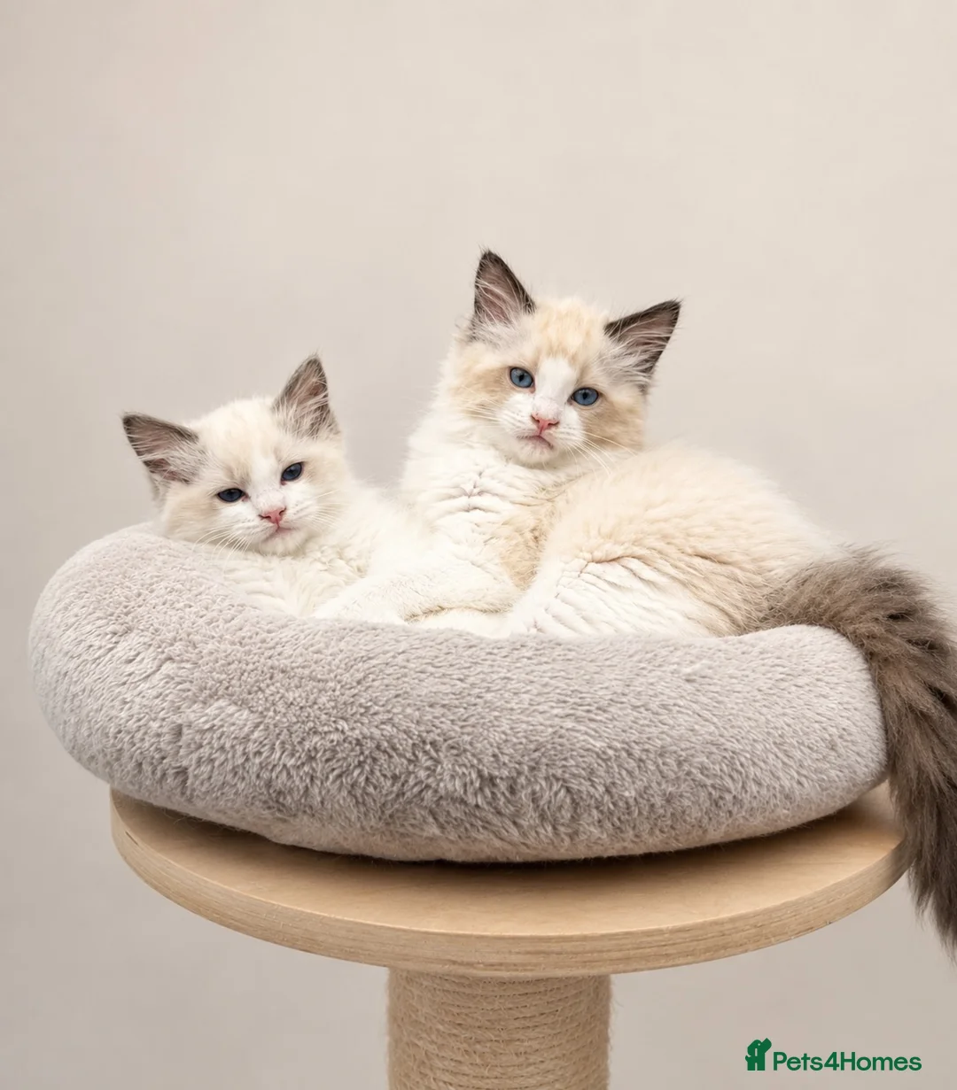 Ragdoll cats for sale: Stunning GCCF reg kittens available to 5* homes.  - Advert 1