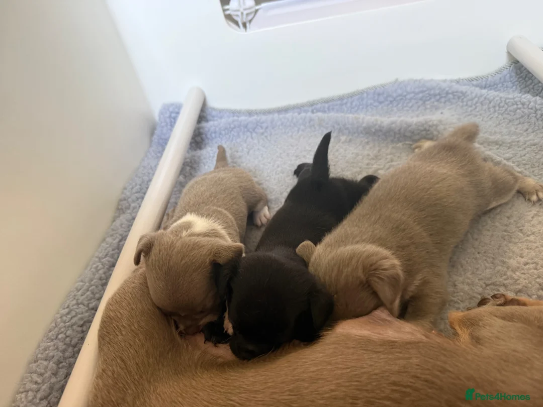 Chihuahua dogs for sale:  Beautiful Chihuahua Puppies Available to Reserve  - Advert 9