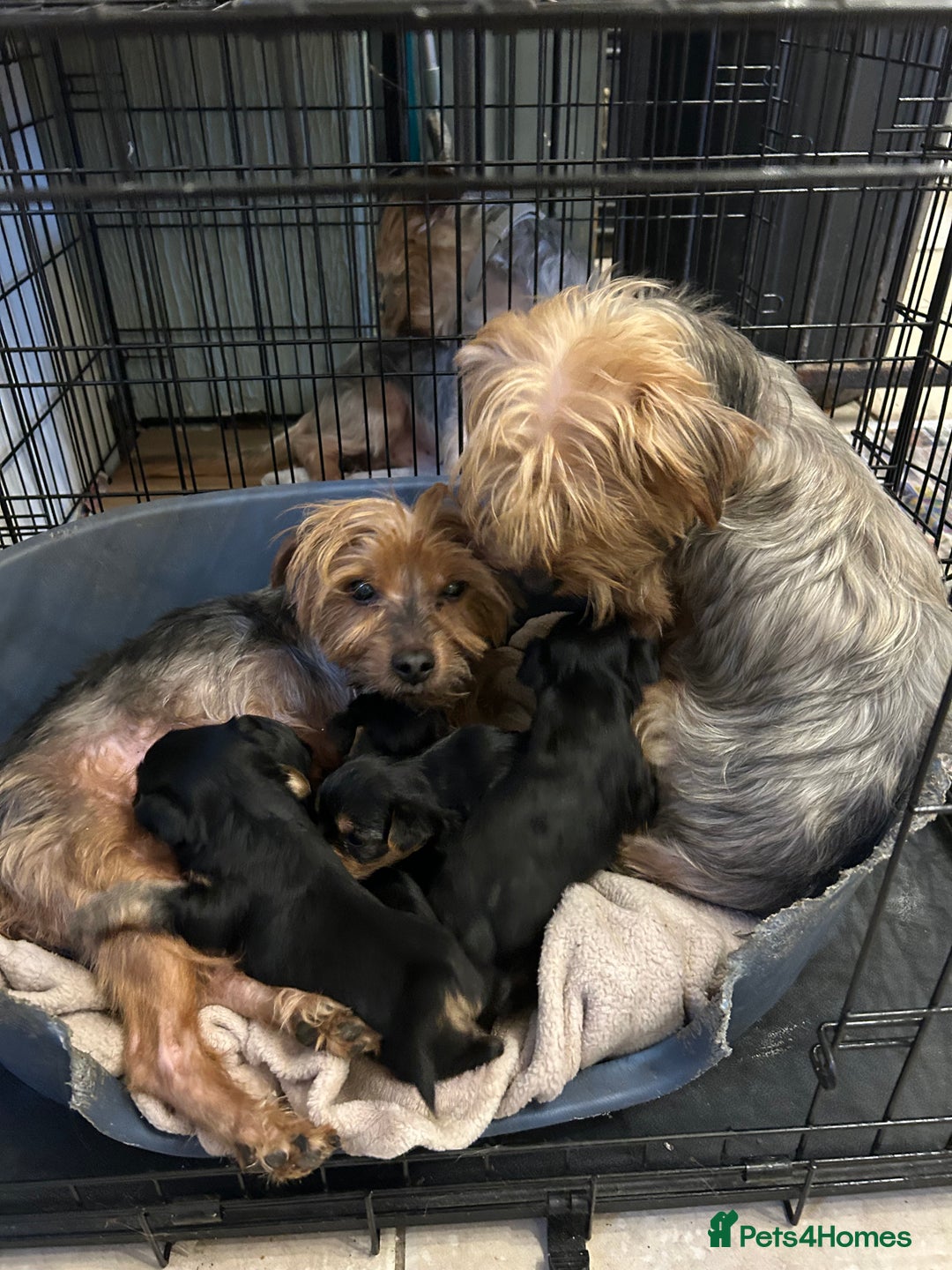 Yorkshire Terrier dogs for sale: 5 Full pedigree Yorkshire terrier pups - Advert 1