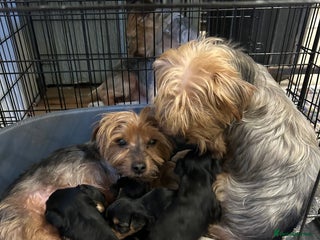 Yorkshire Terrier dogs 5 Full pedigree Yorkshire terrier pups - Advert 5