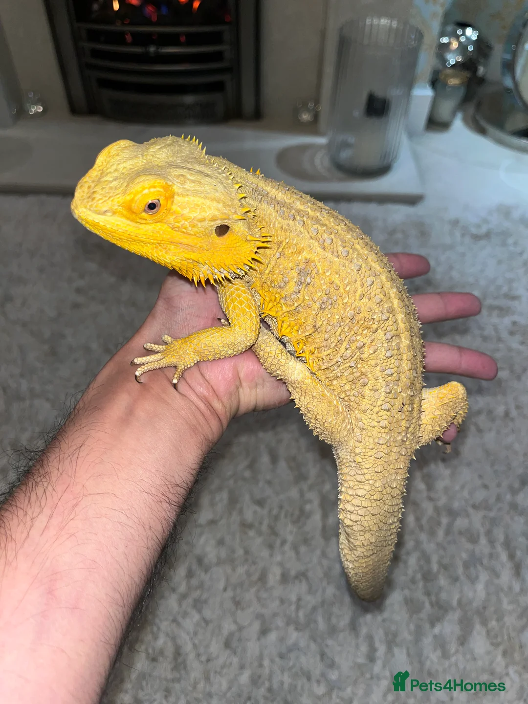 Bearded Dragon reptiles for sale: Super tame High-Yellow Citrus Bearded Dragon - Advert 1