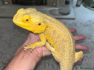 Bearded Dragon reptiles Super tame High-Yellow Citrus Bearded Dragon - Advert 6