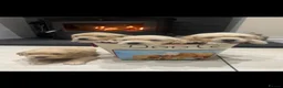 Golden Retriever dogs for sale: Golden retriever puppies  - Advert 5
