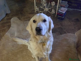 Golden Retriever dogs Re-homing Golden Retriever - Advert 2