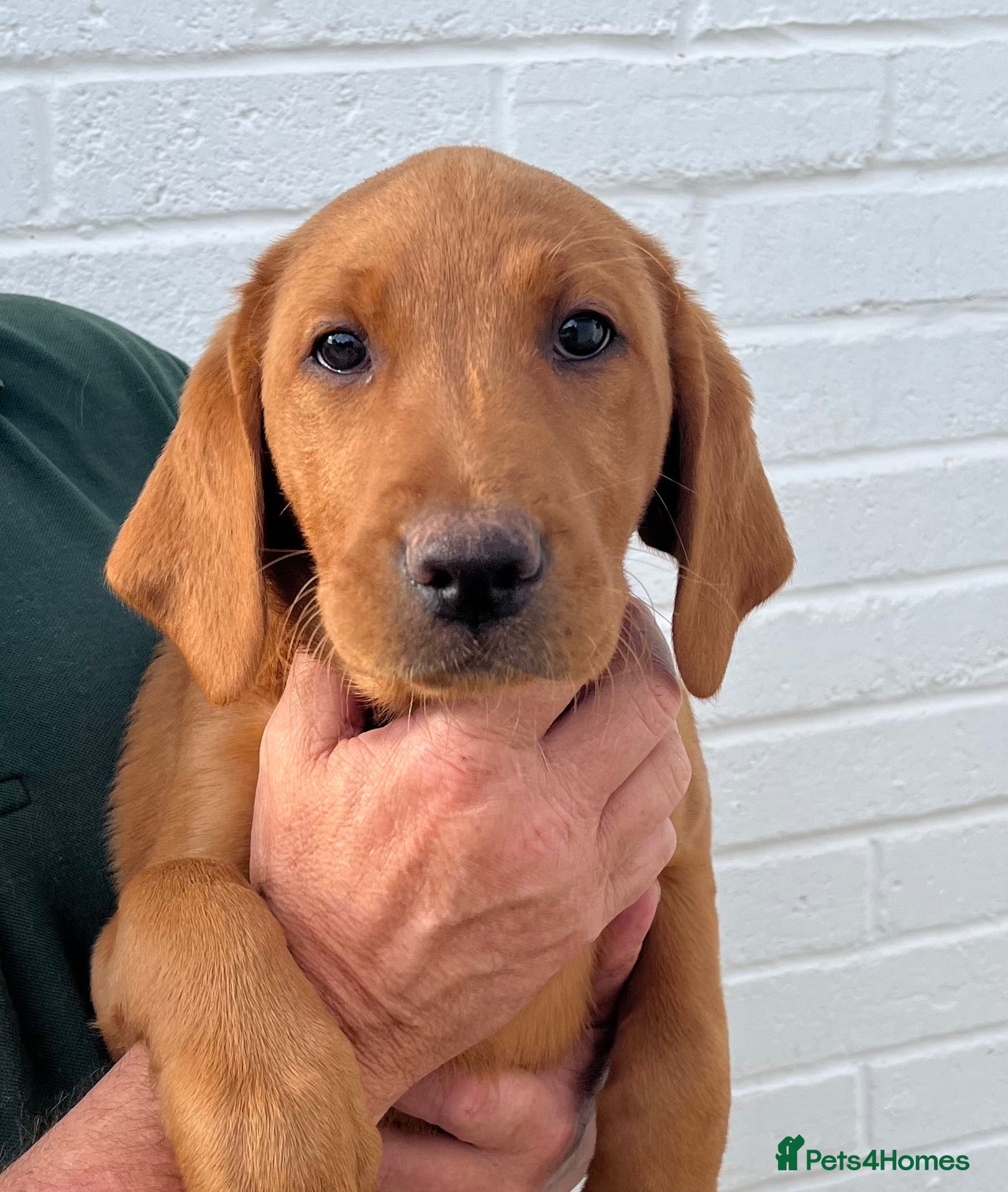 Labrador Retriever dogs Fully Health Tested, Outstanding Dark Red Puppies - Advert 1