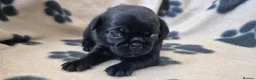 Pug dogs for sale: 3x pug girls 1x pug boy - Advert 17