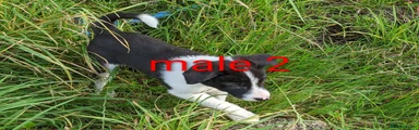 Border Collie 2