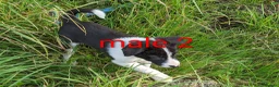 Border Collie dogs for sale: Isds border collie pups for sale in Keith - Advert 4