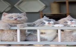 British Shorthair cats for sale: Wonderful last baby British shorthair girl  - Image 5