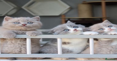 British Shorthair cats - Advert 6