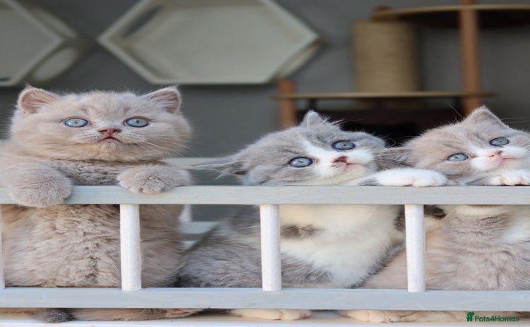 British Shorthair cats - Advert 11