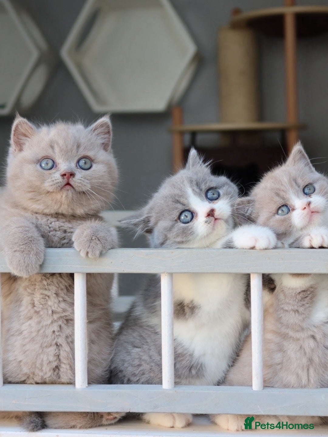 British Shorthair cats for sale: Wonderful last baby British shorthair girl  - Image 5