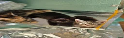 Domestic Shorthair cats for sale: 3 Domestic short-haired kittens  - Advert 10