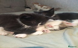 Mixed Breed cats for sale: 8 cute kittens for sale - 5 boys, 3 girls  - Image 12