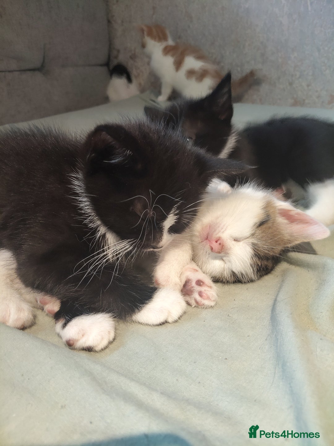 Mixed Breed cats for sale: 8 cute kittens for sale - 5 boys, 3 girls  - Image 12