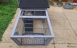 Mini Lop rabbits for sale: Baby minilop rabbit 9 weeks - Image 8