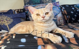 British Shorthair cats for sale: LAST 2 GCCF BSH Kittens – Ready NOW!! in Slough - Image 7