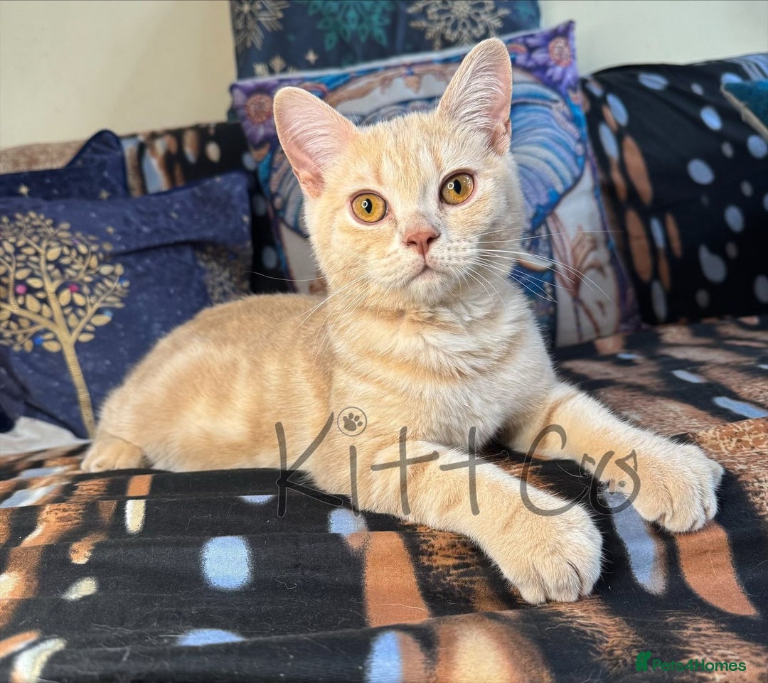British Shorthair cats for sale: LAST 2 GCCF BSH Kittens – Ready NOW!! in Slough - Image 7