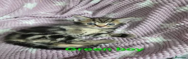  2 Green boy 