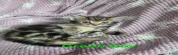 Mixed Breed cats for sale: Beautiful kittens looking for their forever homes  - Advert 28