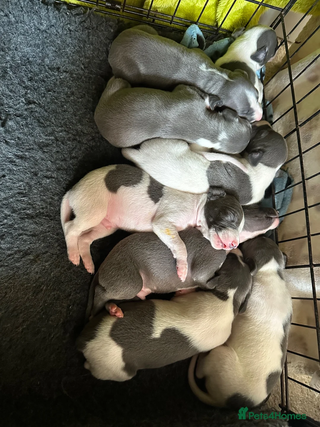 Mixed Breed dogs for sale: 8 stunning Italian greyhound x whippet puppies !!  - Advert 11