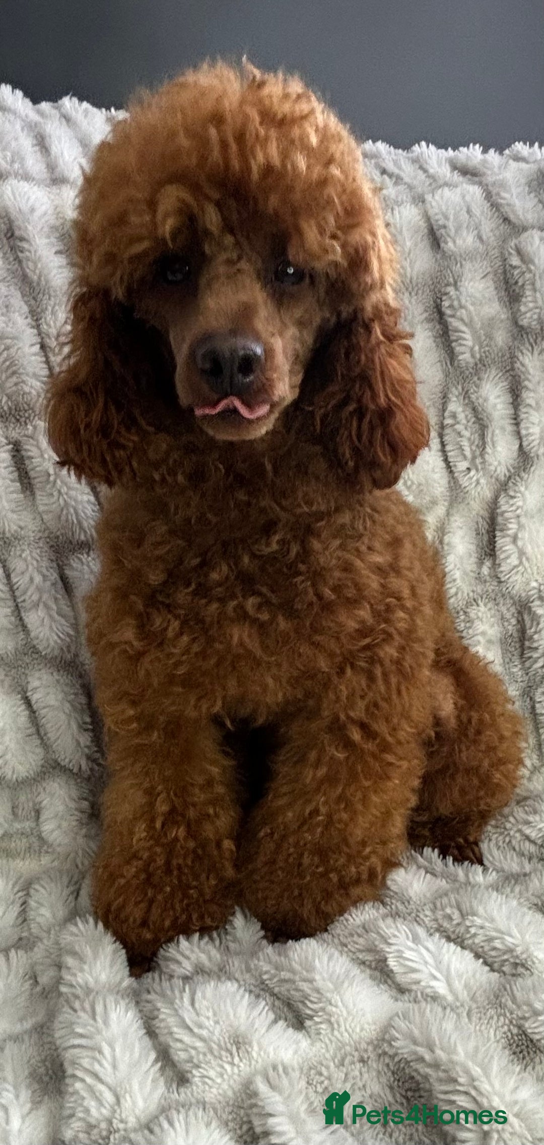 Toy Poodle dogs for stud: KC REG DEEP FOX RED HEALTH TESTED POODLE STUD  in Hoddesdon - Advert 11