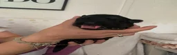 German Shepherd dogs for sale: Quality Straight Backed German Shepherd Puppies - Advert 6