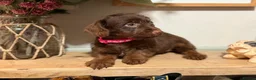 Jackapoo dogs for sale: *** Stunning Jackapoos Ready Now - Advert 5