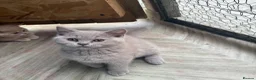 British Shorthair cats for sale: Lilac BSH  GCCF Boys  - Advert 5