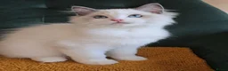 Ragdoll cats for sale: Show quality babies ready now - Advert 7
