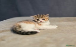 British Shorthair cats for sale: Kittens - Image 8
