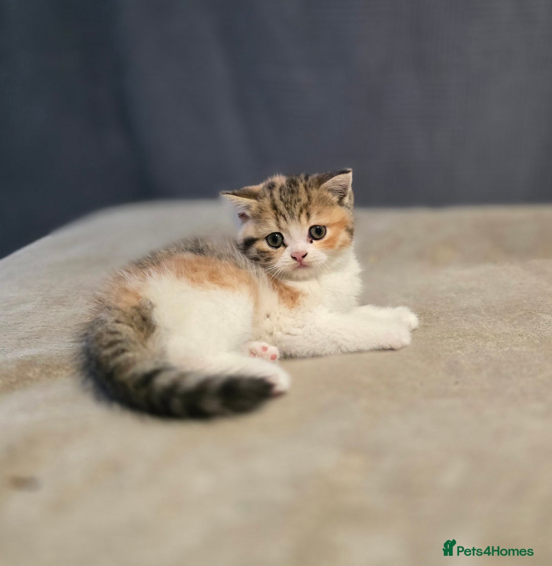 British Shorthair cats for sale: Kittens - Image 8