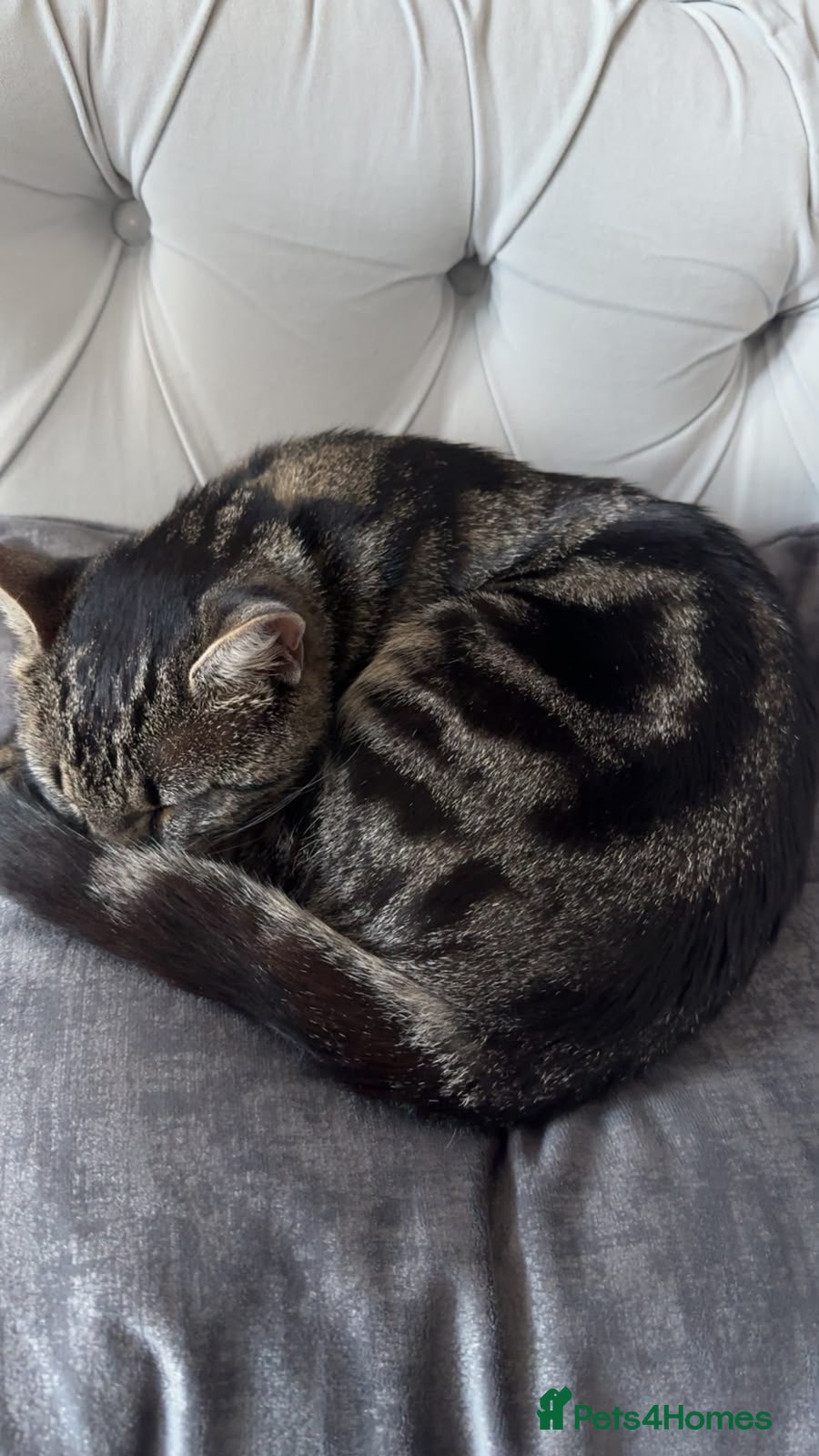 Domestic Shorthair cats Dougie male cat - Advert 15
