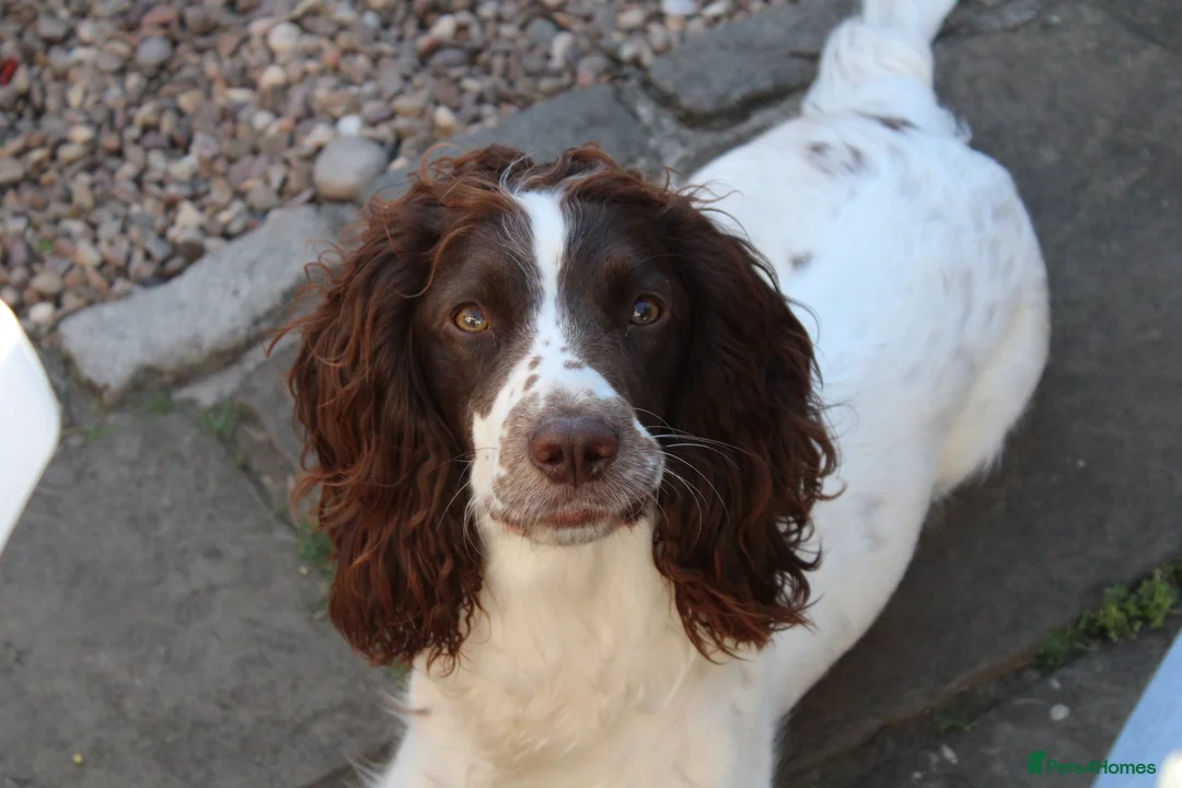 English Springer Spaniel dogs for sale: KC Reg - L&W B&W *Docked&Vetted* 7 Dogs available  - Advert 37