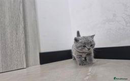 British Shorthair cats for sale: Beautiful British Short hairs kittens for sale - Image 4