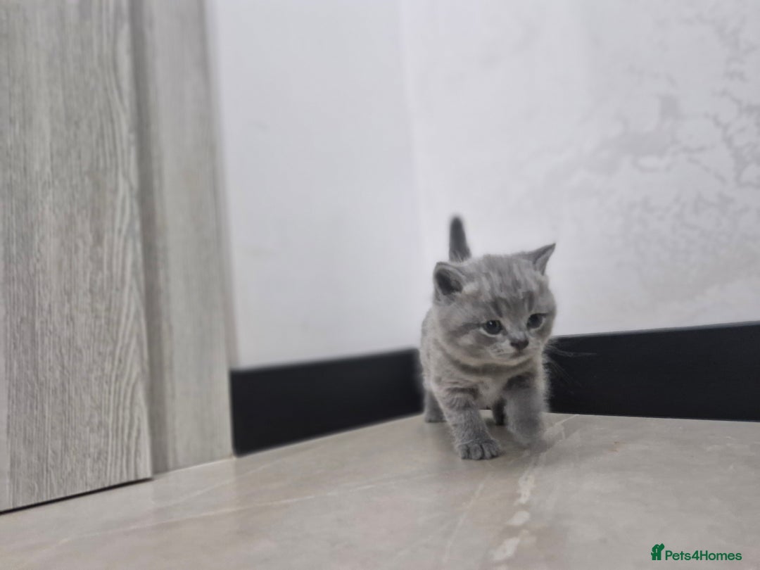 British Shorthair cats for sale: Beautiful British Short hairs kittens for sale - Image 4