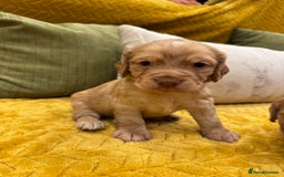 Cocker Spaniel dogs for sale: Gorgeous working cocker spaniel puppies - Image 7