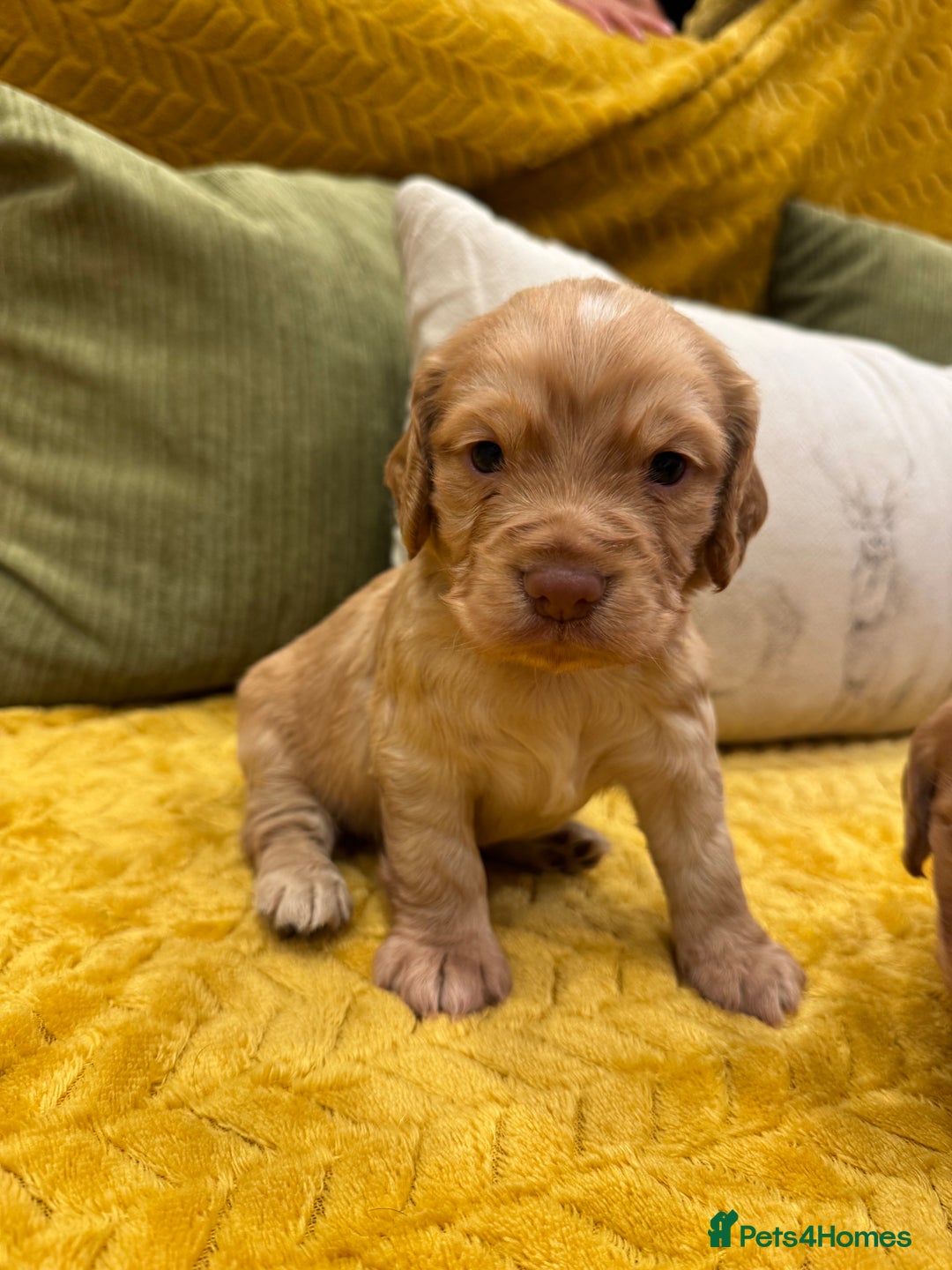 Cocker Spaniel dogs for sale: Gorgeous working cocker spaniel puppies - Image 7