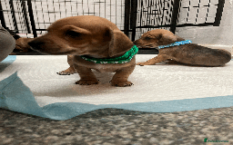 Mixed Breed dogs for sale: Maltese Cross Miniature Dachshund  - Image 15