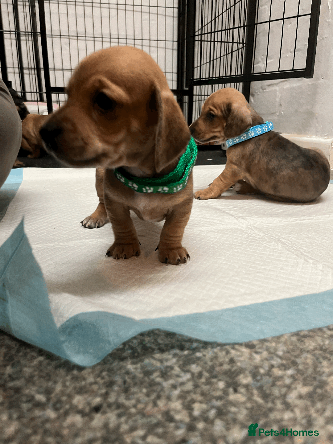 Mixed Breed dogs for sale: Maltese Cross Miniature Dachshund  - Image 15