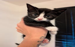 Domestic Shorthair cats for sale: Kittens for sale - Image 14