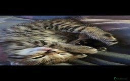 Domestic Shorthair cats for sale: 2 female Domestic Short-hair Tabby cats for sale - Image 3