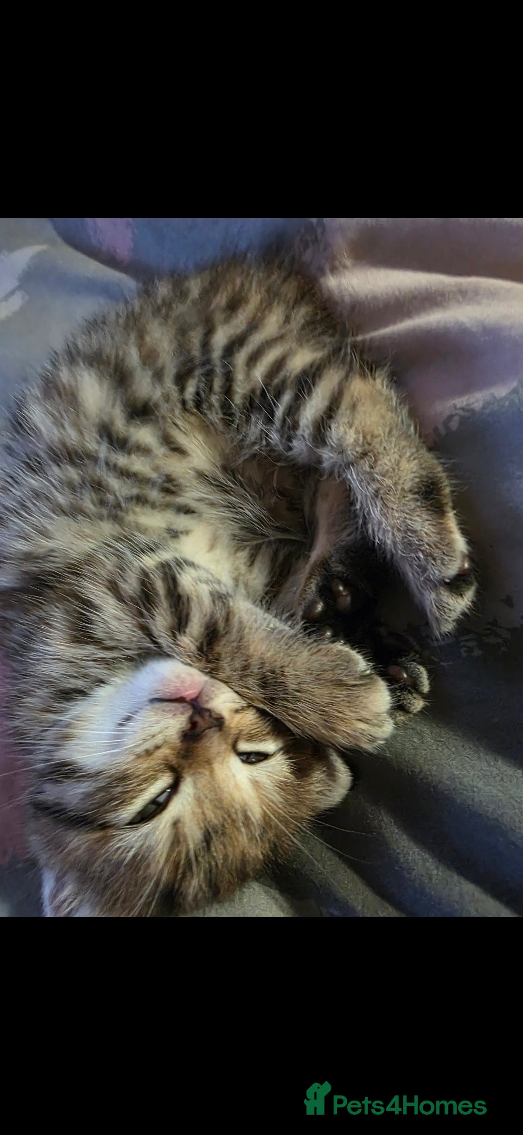 Domestic Shorthair cats for sale: 2 female Domestic Short-hair Tabby cats for sale - Image 3