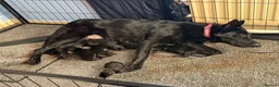 German Shepherd dogs for sale: German shepherd pups  in Redditch - Advert 18