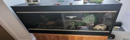 Leopard Gecko reptiles for sale: Leopard gecko and full set up - Advert 2