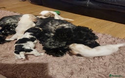 Cocker Spaniel dogs for sale: Show Type Cocker Spaniels - Image 4