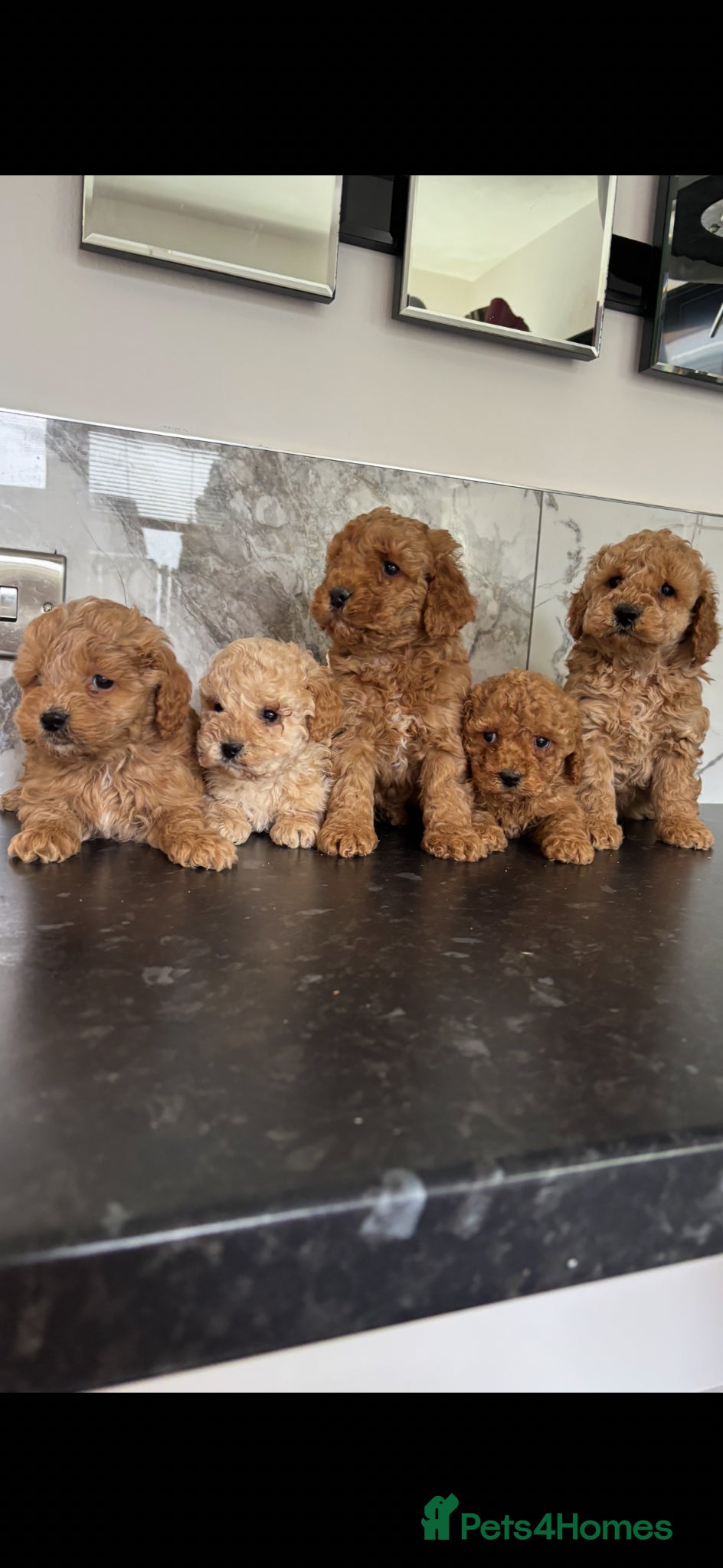 Maltipoo dogs 🐶 Stunning Mini maltipoo puppies (toy poodle) 🐶  - Advert 1