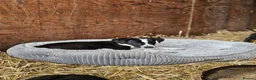 Lurcher dogs for sale: Stunning Kelpie lurchers  - Advert 32
