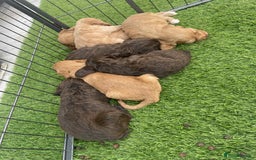 Cockapoo dogs for sale: Cockerpoo puppies - Image 4